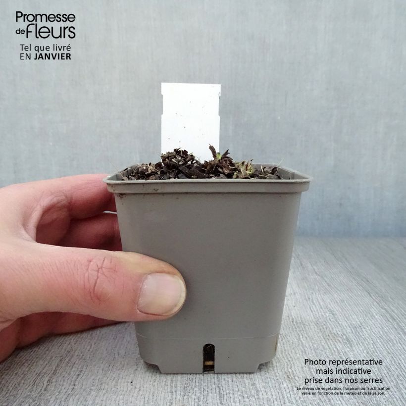 Pulmonaria Opal - Lungwort 8/9 cm pot sample as delivered in winter