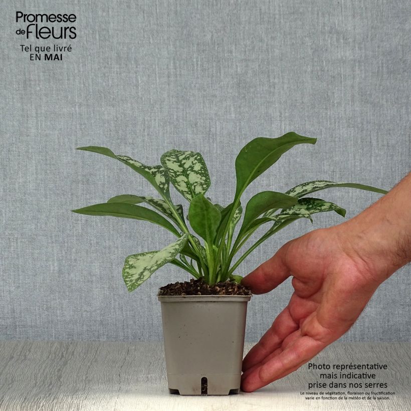 Pulmonaria Opal - Lungwort 8/9 cm pot sample as delivered in spring