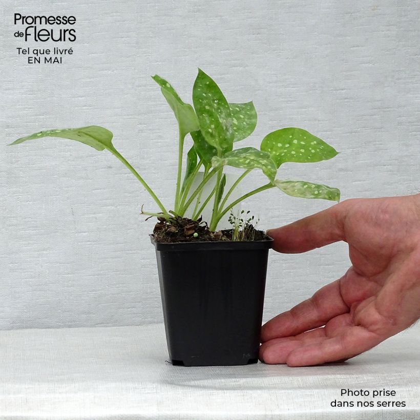 Pulmonaria Sissinghurst White - Lungwort 8/9 cm pot sample as delivered in spring