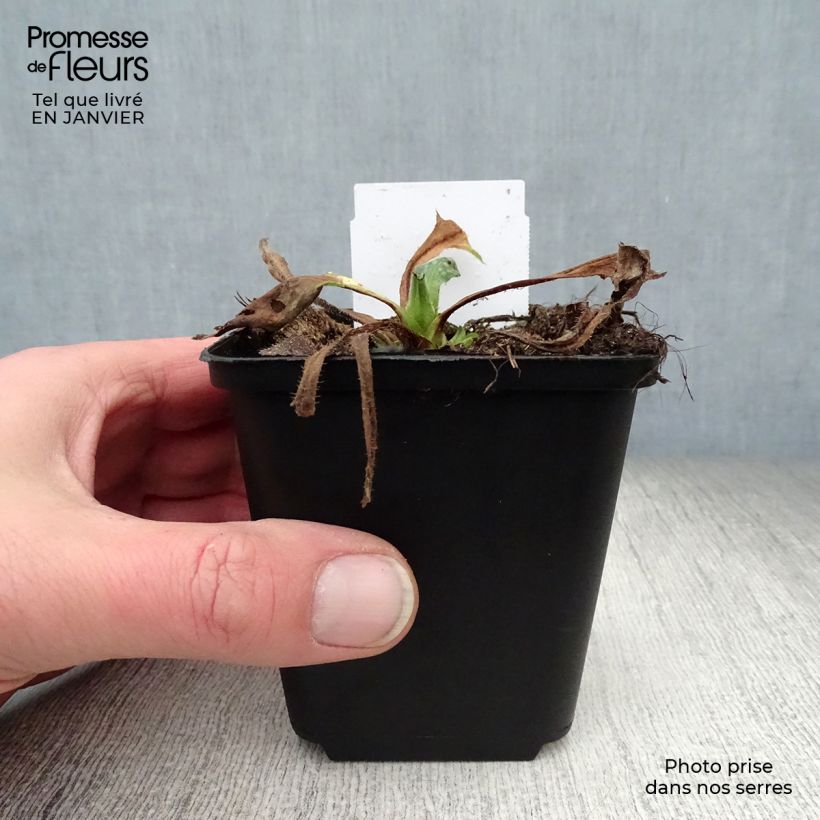 Pulmonaria Sissinghurst White - Lungwort 8/9 cm pot sample as delivered in winter