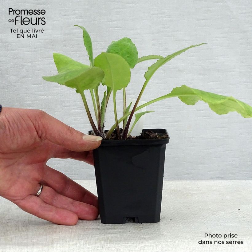 Pulmonaria rubra - Lungwort 8/9 cm pot sample as delivered in spring