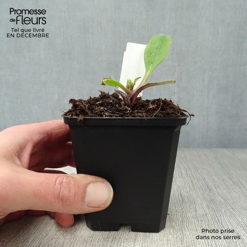 Pulmonaria rubra - Lungwort 8/9 cm pot sample as delivered in winter