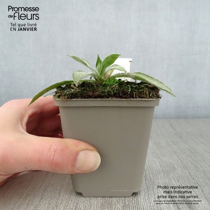 Pulmonaria Samurai - Lungwort 8/9 cm pot sample as delivered in winter