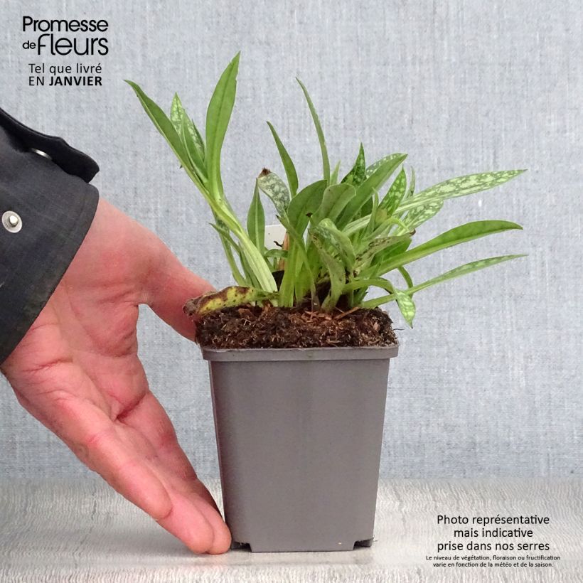 Pulmonaria longifolia E.B Anderson - Lungwort 8/9 cm pot sample as delivered in winter