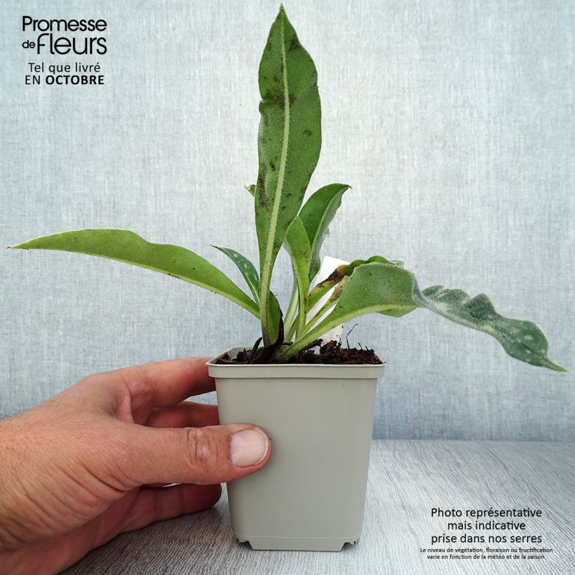 Pulmonaria longifolia E.B Anderson - Lungwort 8/9 cm pot sample as delivered in autumn