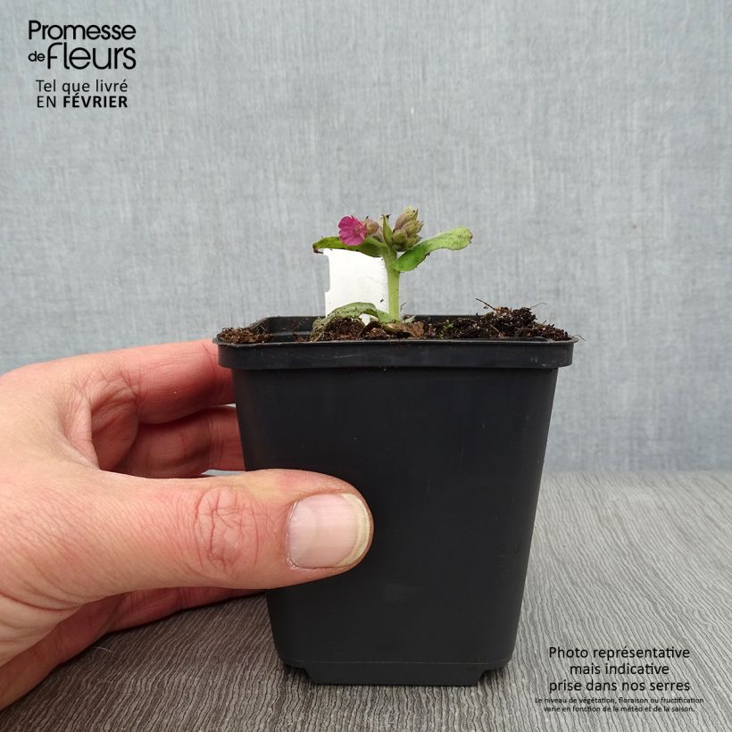 Pulmonaria officinalis - Lungwort 8/9 cm pot sample as delivered in winter