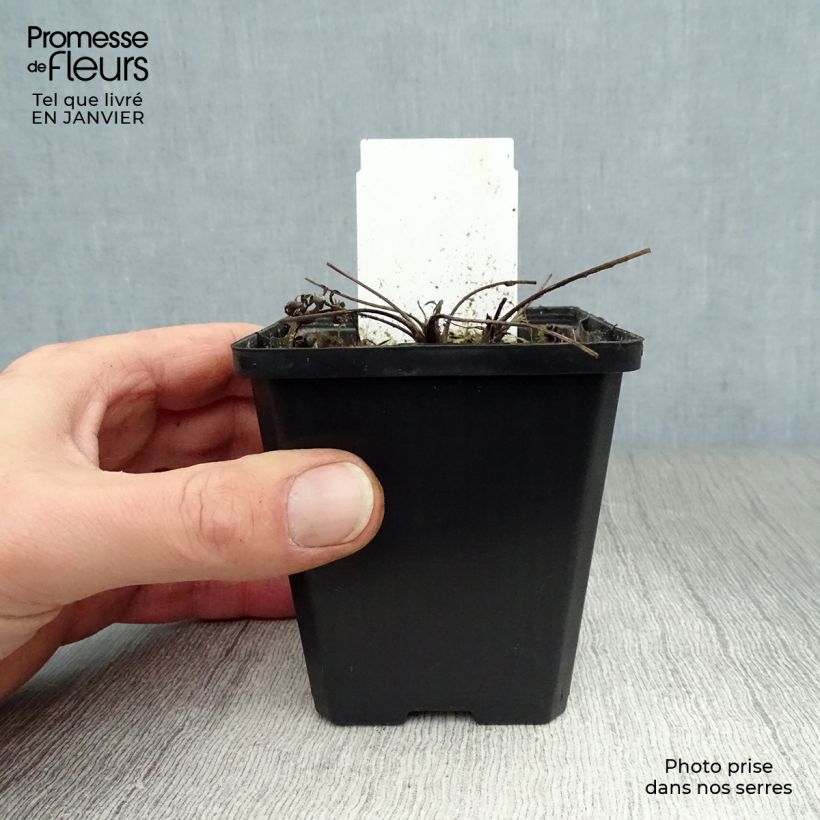 Pulsatilla vulgaris Alba - Pasqueflower 7/8 cm pot sample as delivered in winter