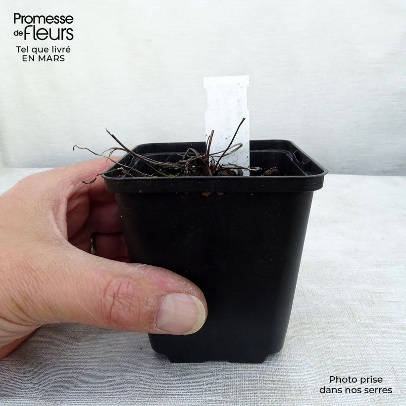 Pulsatilla vulgaris Papageno - Pasqueflower 8/9 cm pot sample as delivered in winter