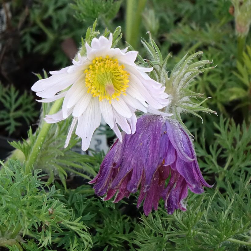 Pulsatilla vulgaris Papageno - Pasqueflower (Flowering)