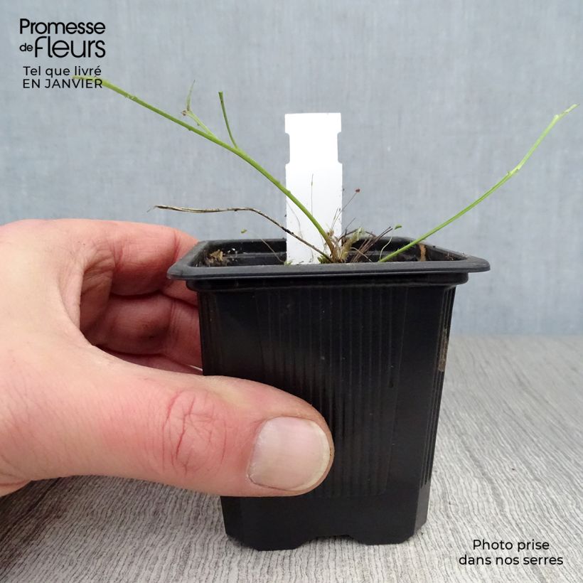 Pulsatilla vulgaris Röde Klokke - Pasqueflower 7/8 cm pot sample as delivered in winter