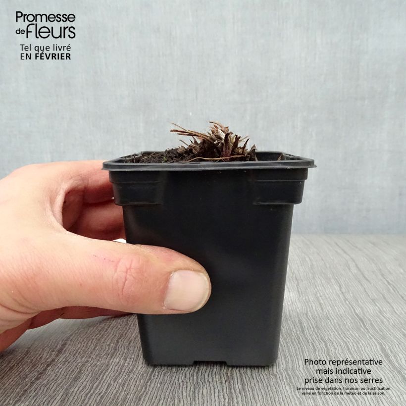 Pulsatilla vulgaris Violet - Pasqueflower 7/8 cm pot sample as delivered in winter