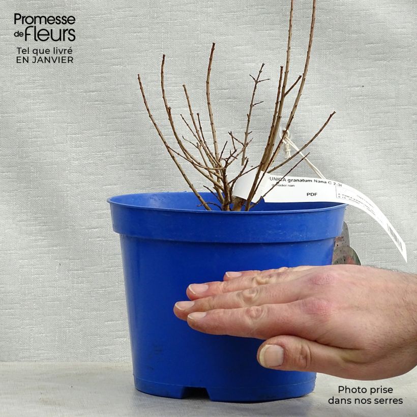 Punica granatum var. nana - Pomegranate 2L/3L pot sample as delivered in winter