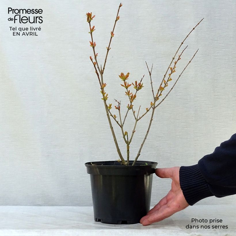 Punica granatum var. nana - Pomegranate 2L/3L pot sample as delivered in spring