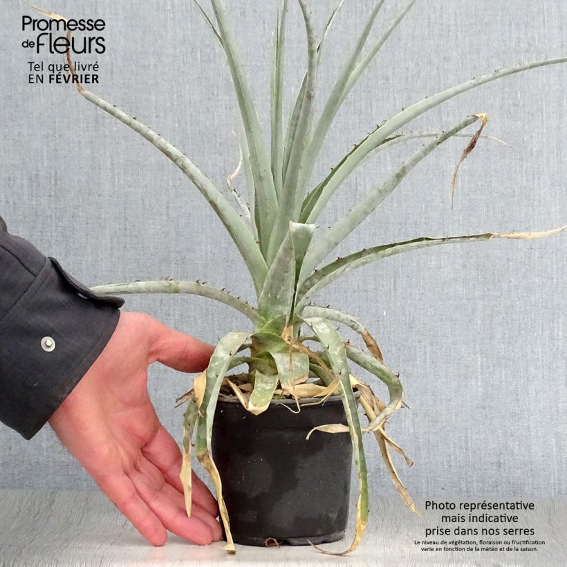 Puya castellanosii 12cm pot sample as delivered in winter