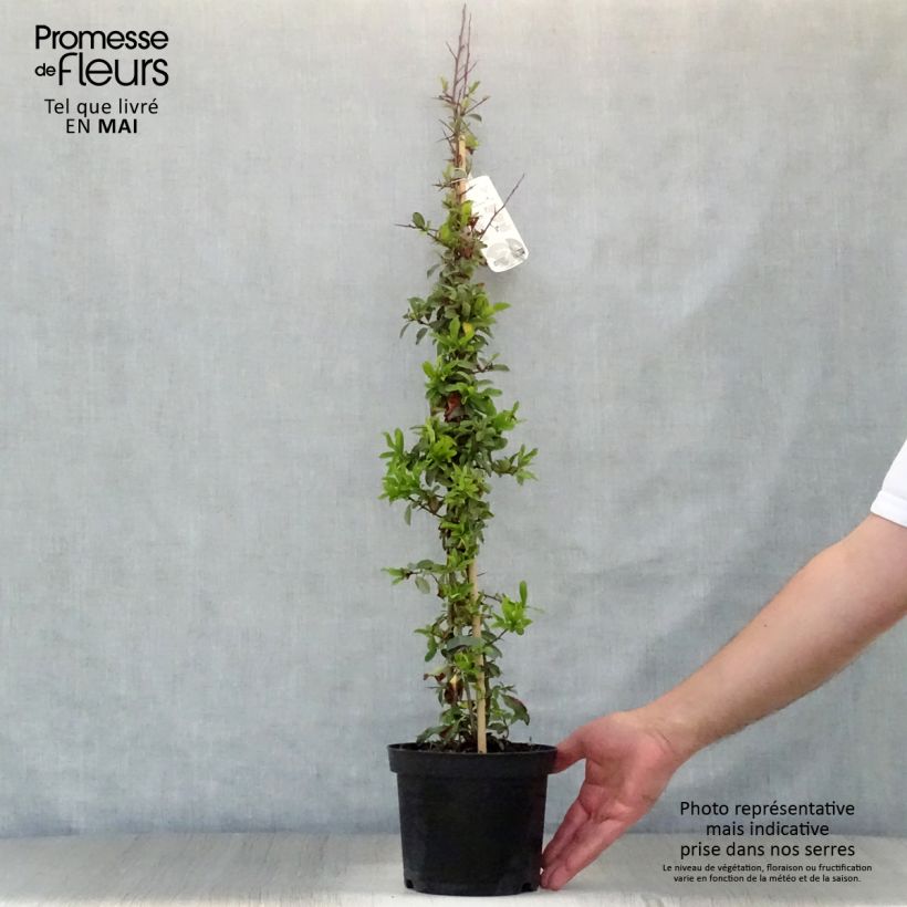 Pyracantha Orange Glow 2L/3L pot sample as delivered in spring