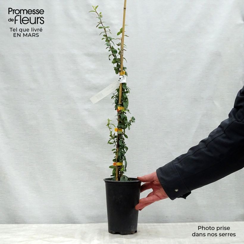 Pyracantha SAPHYR Orange - Scarlet Firethorn 2L/3L pot sample as delivered in spring