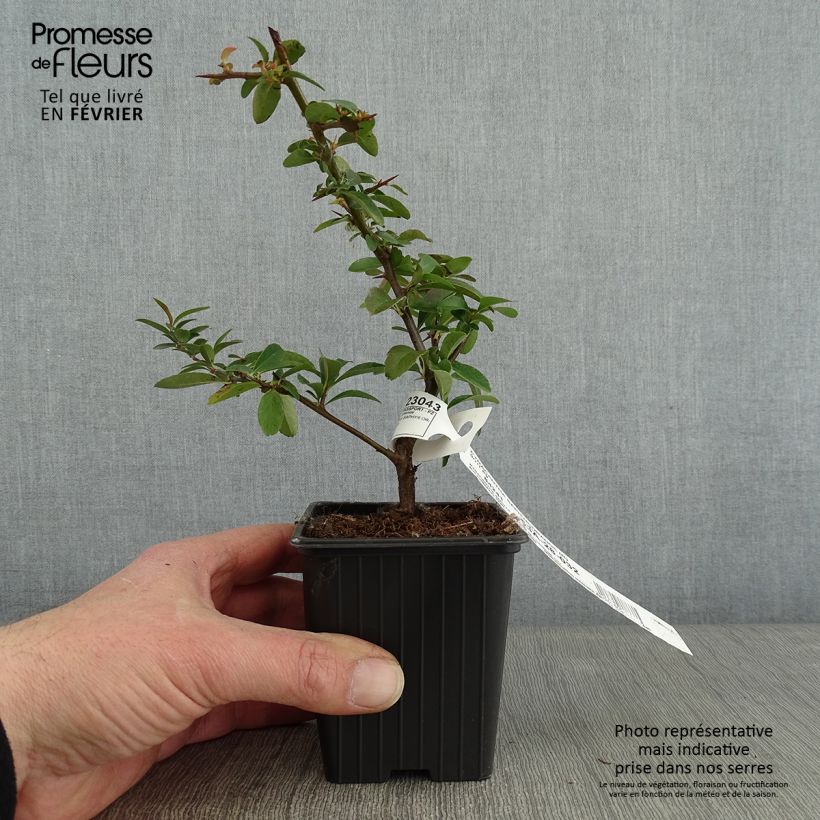 Pyracantha SAPHYR Orange - Scarlet Firethorn 8/9 cm pot sample as delivered in winter
