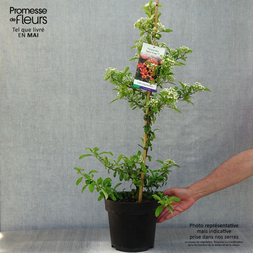 Pyracantha SAPHYR Orange - Scarlet Firethorn 6L/7L pot sample as delivered in spring