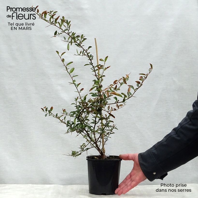 Pyracantha Soleil d'or 2L/3L pot sample as delivered in spring