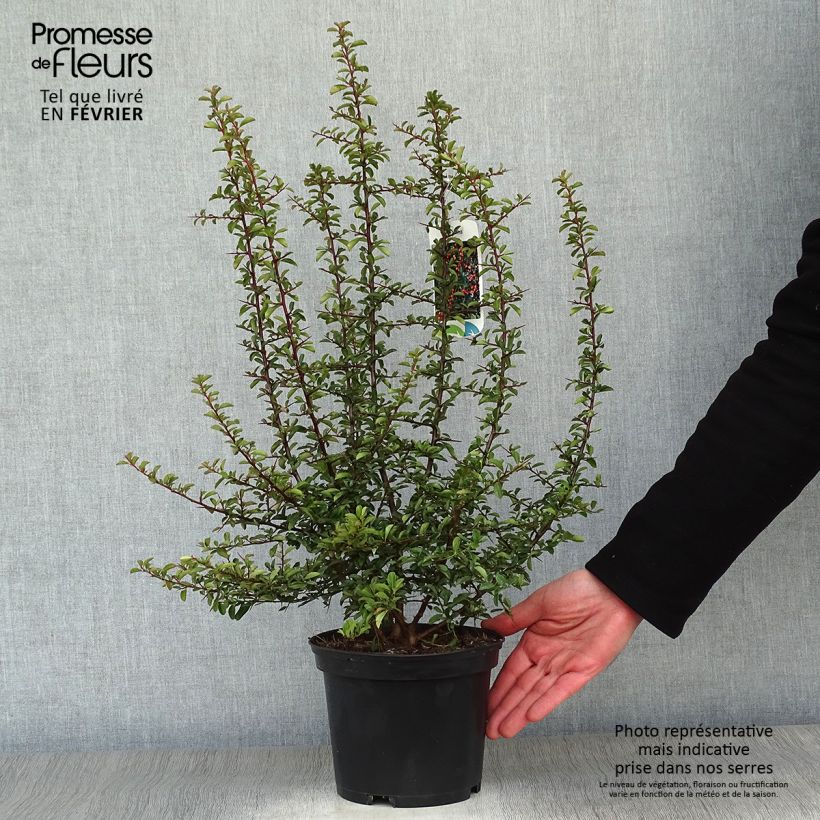 Pyracantha x coccinea Teton 2L/3L pot sample as delivered in winter