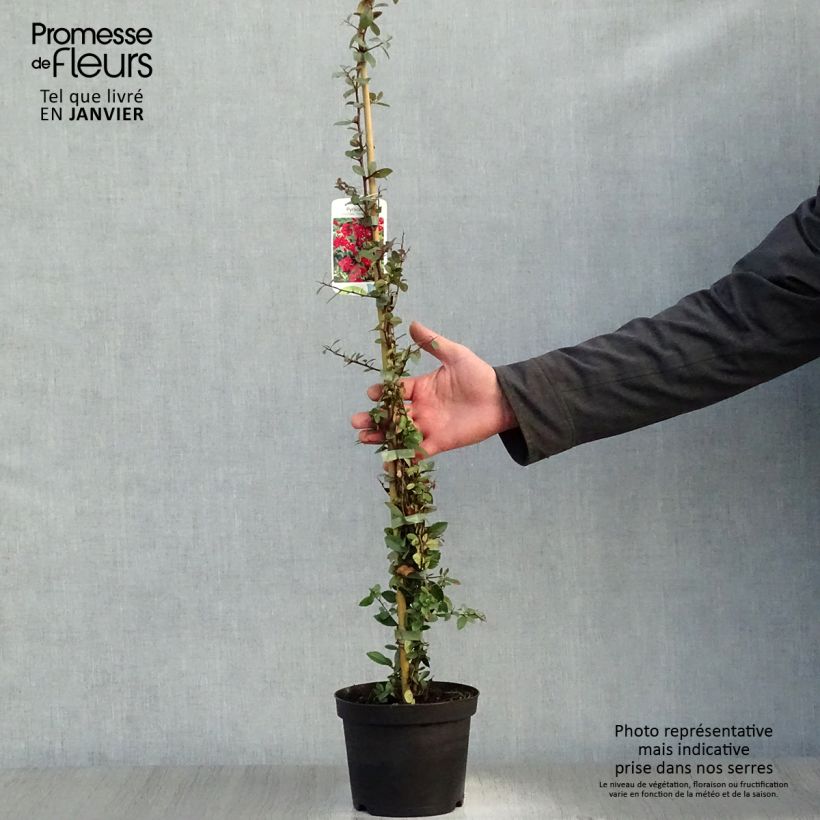 Pyracantha coccinea Red Column - Scarlet Firethorn 2L/3L pot sample as delivered in winter