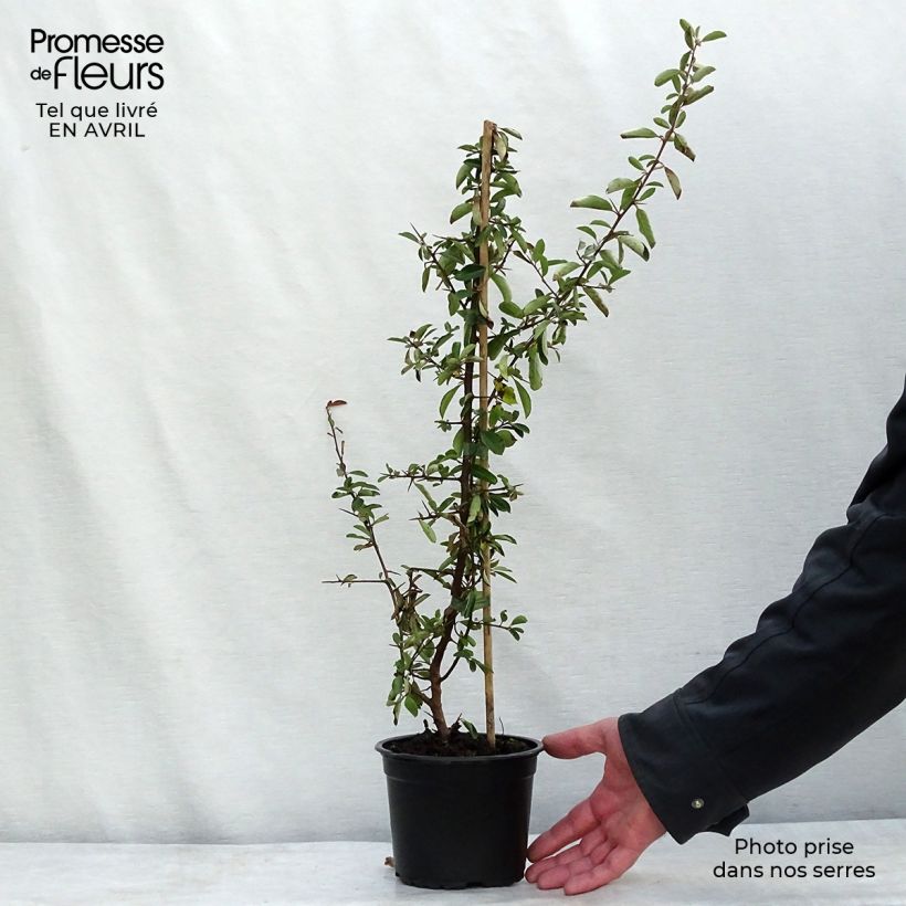 Pyracantha coccinea Red Column - Scarlet Firethorn 2L/3L pot sample as delivered in spring