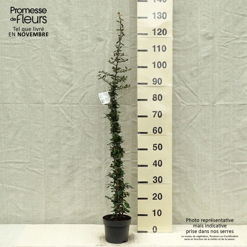 Pyracantha coccinea Red Column - Scarlet Firethorn 2L/3L pot sample as delivered in autumn