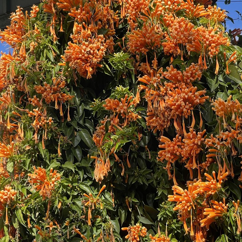 Pyrostegia venusta (Plant habit)