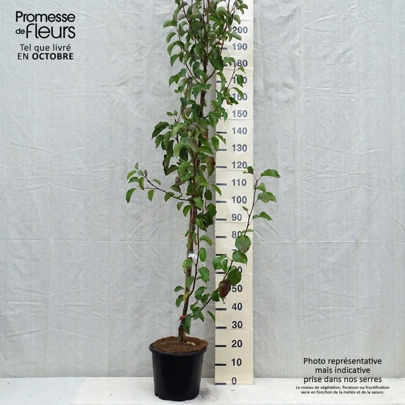 Pyrus calleryana Chanticleer - Callery Pear 7.5L/10L pot sample as delivered in autumn