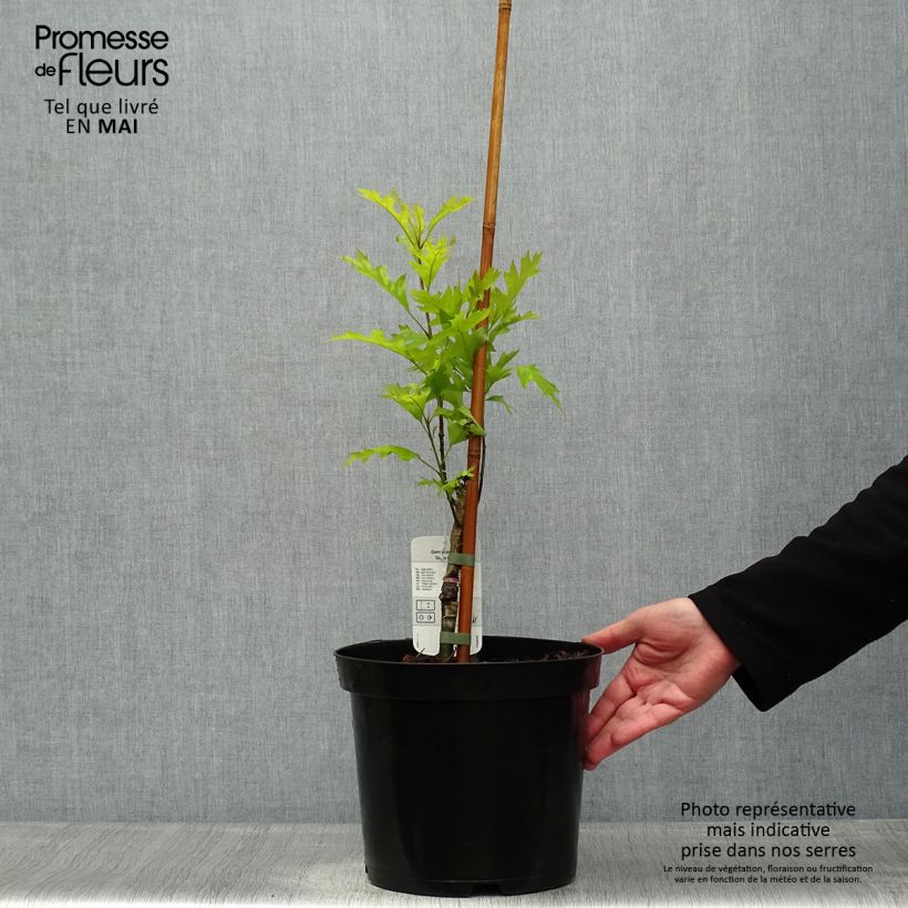 Quercus palustris Green Pillar - Pin Oak 4L/5L pot sample as delivered in spring