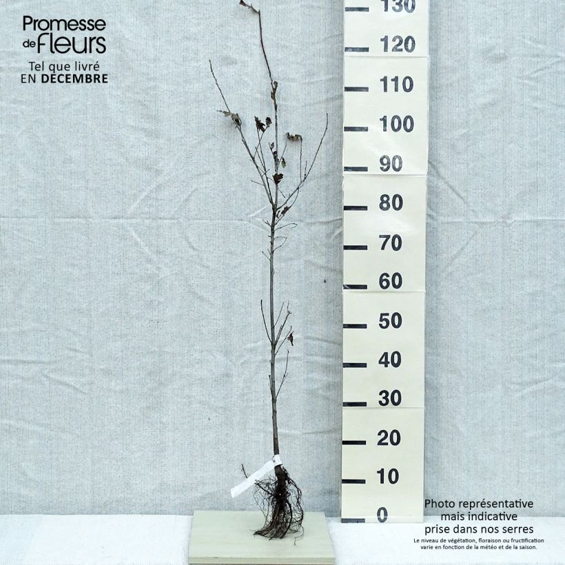 English Oak - Quercus robur Bare root sample as delivered in winter