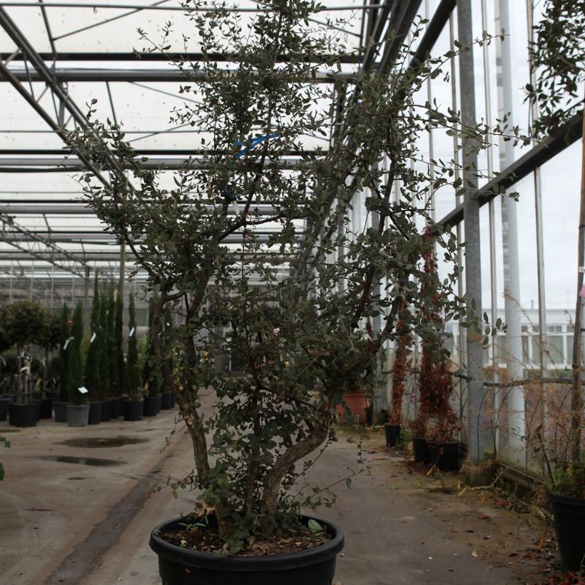 Quercus suber - Cork Oak 70L/75L pot sample as delivered in spring