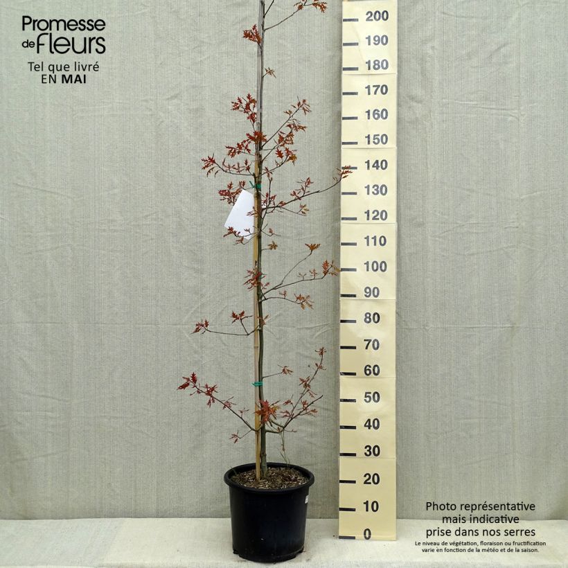 Quercus texana (nuttallii) New Madrid 7.5L/10L pot sample as delivered in spring