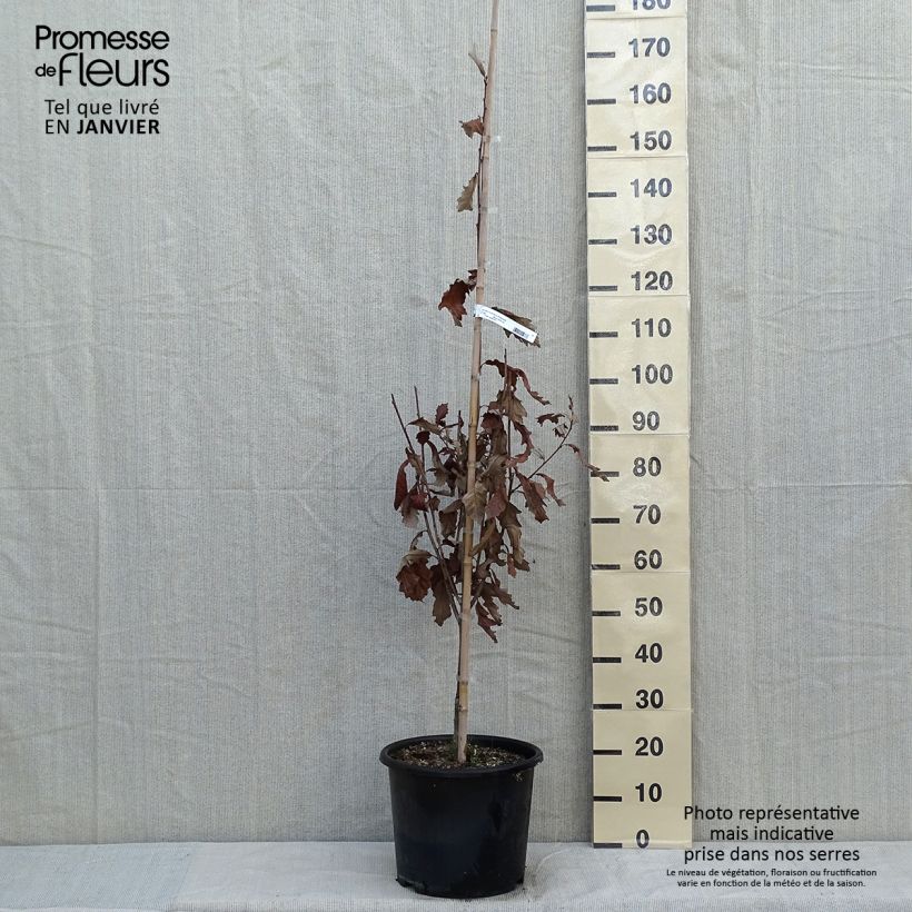 Quercus warei Windcandle 7.5L/10L pot sample as delivered in winter