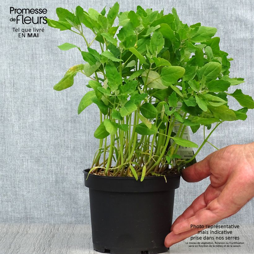 Quinoa - Chenopodium quinoa 1.5L/2L pot sample as delivered in spring