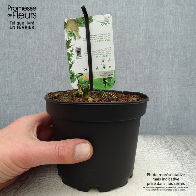 Horseradish - Armoracia rusticana - German Mustard 1.5L/2L pot sample as delivered in winter