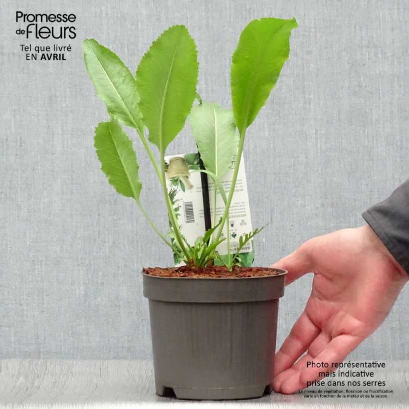 Horseradish - Armoracia rusticana - German Mustard 1.5L/2L pot sample as delivered in spring