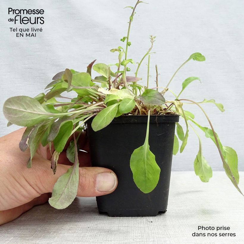 Campanula rapunculus - Rampion 7/8 cm pot sample as delivered in spring