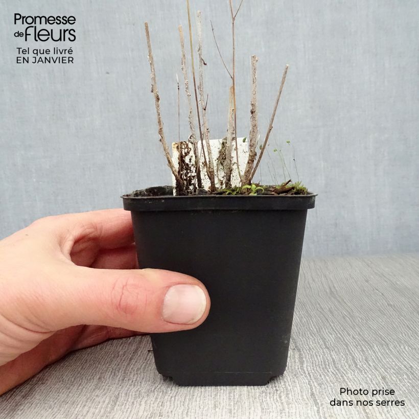 Campanula rapunculus - Rampion 7/8 cm pot sample as delivered in winter