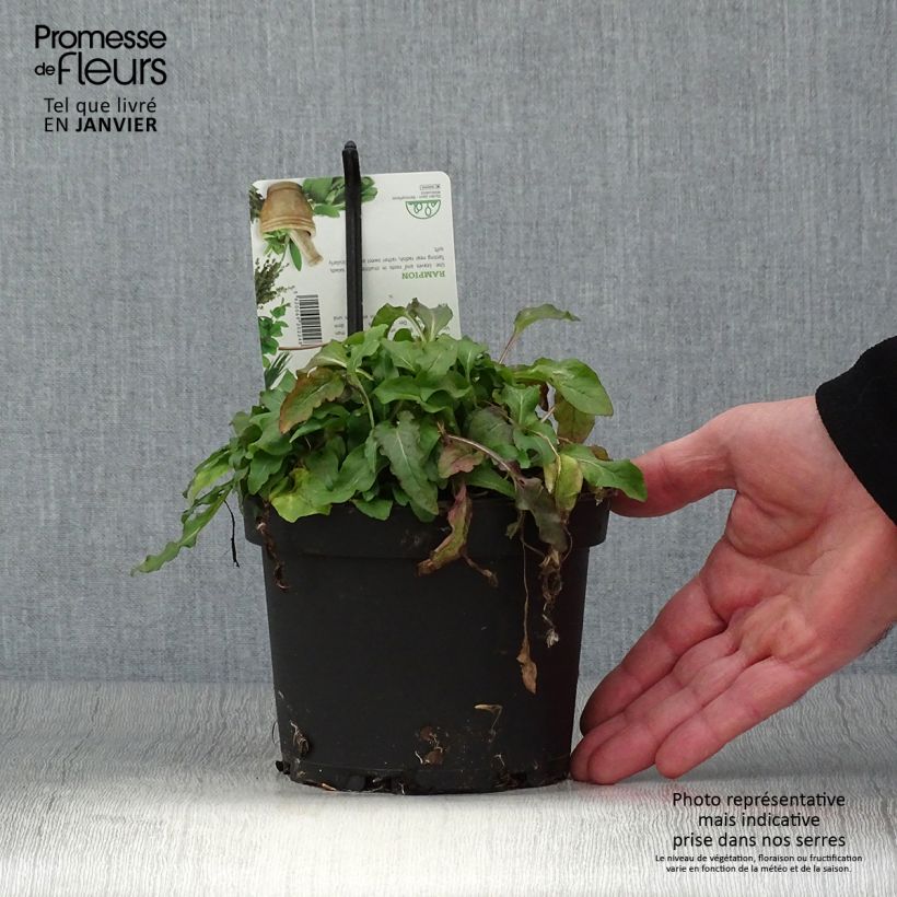 Campanula rapunculus - Rampion 1.5L/2L pot sample as delivered in winter