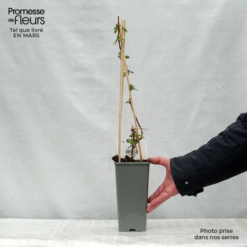 Rubus phoenicolasius 'Raisin du Japon' - Wineberry 1.5L/2L pot, Clump sample as delivered in spring