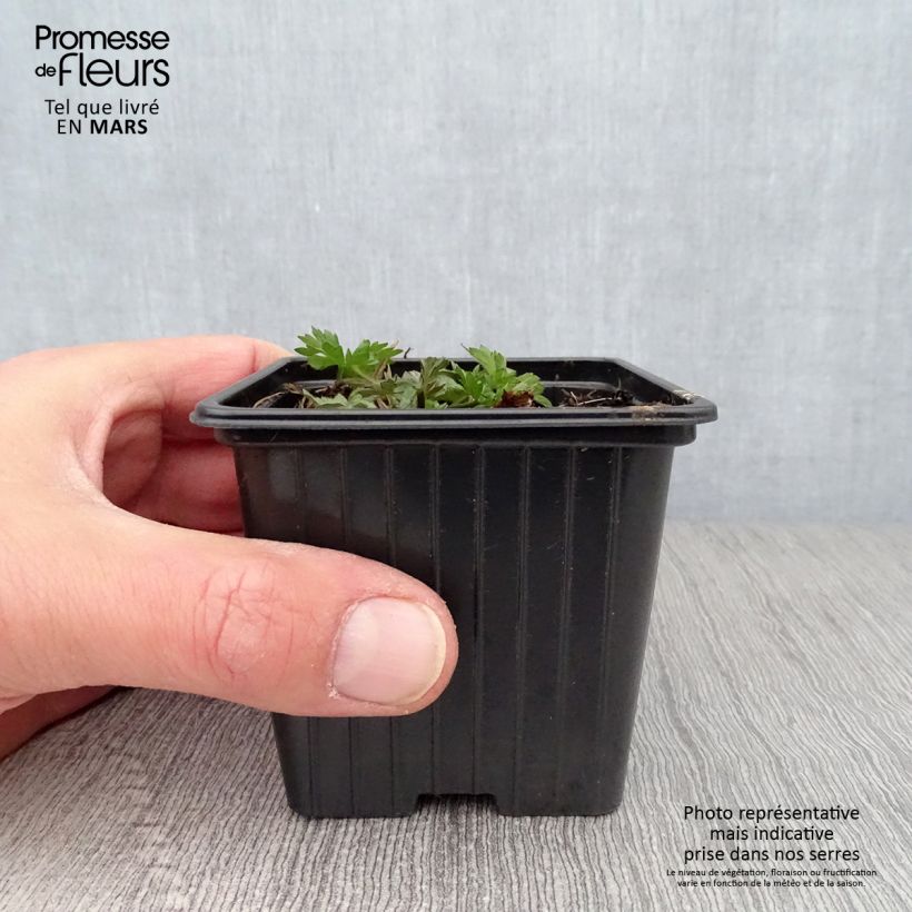 Ranunculus acris - Meadow Buttercup 7/8 cm pot sample as delivered in spring