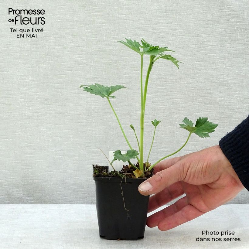 Ranunculus acris Multiplex - Meadow Buttercup 8/9 cm pot sample as delivered in spring