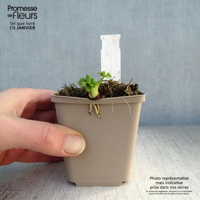 Ranunculus acris Multiplex - Meadow Buttercup 8/9 cm pot sample as delivered in winter