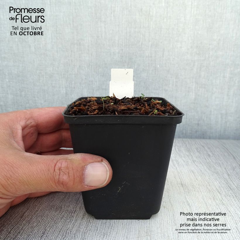 Ranunculus ficaria Collarette - Lesser Celandine 8/9 cm pot sample as delivered in autumn