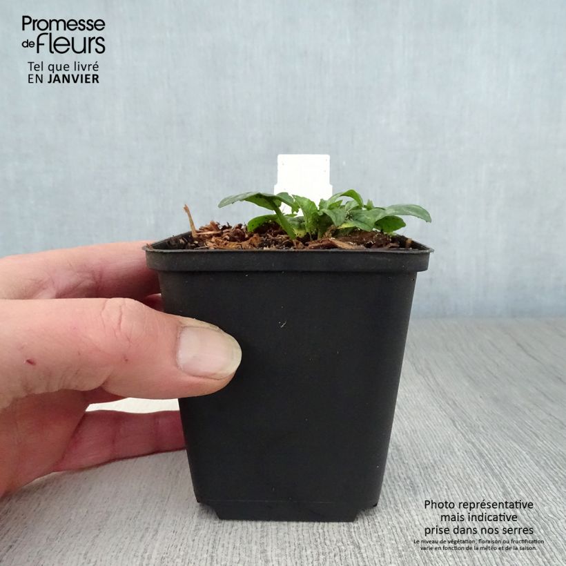 Ranunculus ficaria Collarette - Lesser Celandine 8/9 cm pot sample as delivered in winter