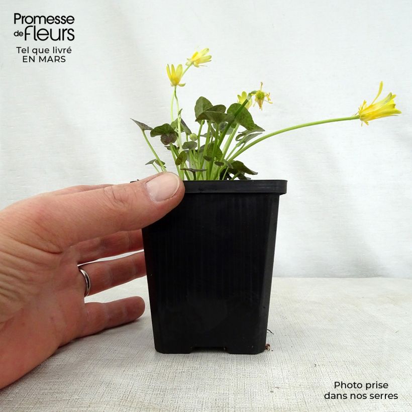 Ranunculus ficaria Collarette - Lesser Celandine 8/9 cm pot sample as delivered in spring