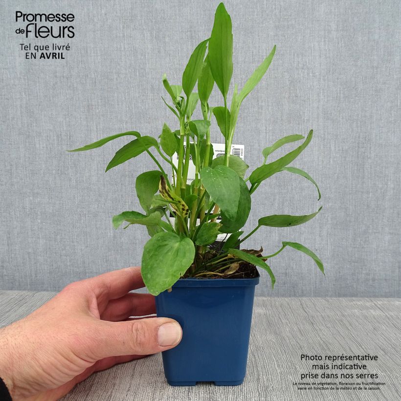 Ranunculus flammula - Lesser Spearwort 8/9 cm pot sample as delivered in spring