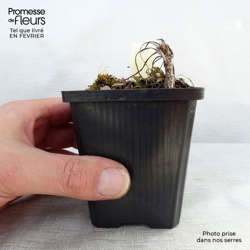 Ranunculus lingua - Greater Spearwort 8/9 cm pot sample as delivered in winter