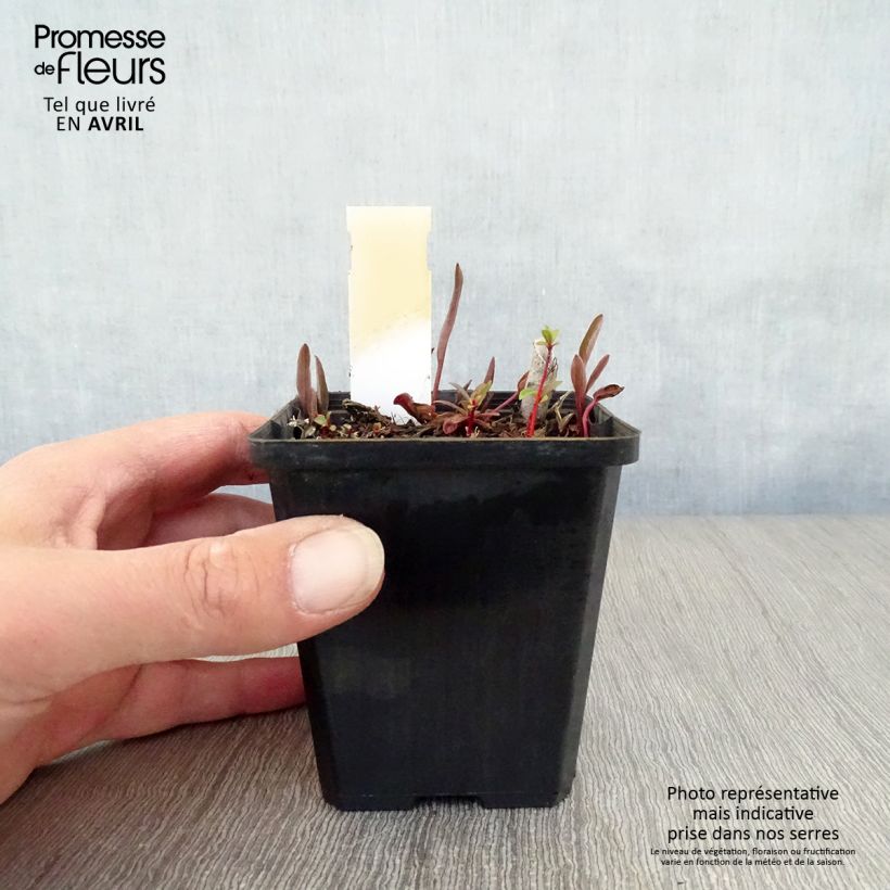 Ranunculus lingua - Greater Spearwort 8/9 cm pot sample as delivered in spring